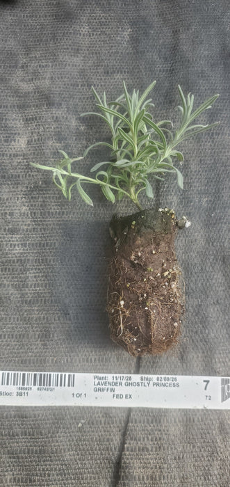 Lavender Ghostly Princess