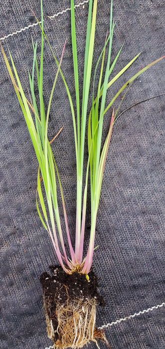 Prairie Bluestem Andropogon Scoparius