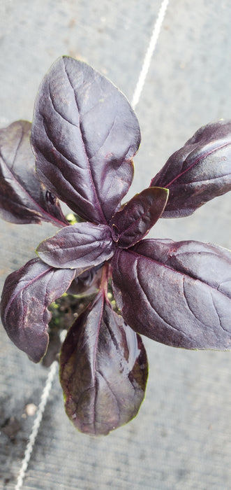 Basil Doron Prospera DMR purple sweet basil