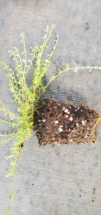 Thyme Purple Carpet