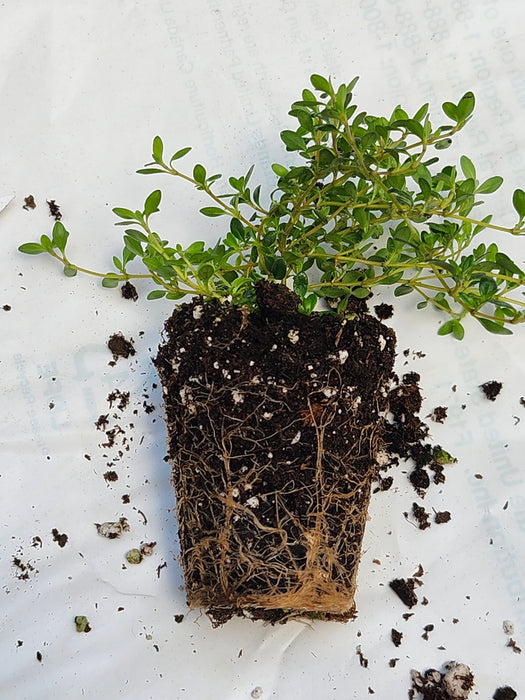 Reiters Thyme