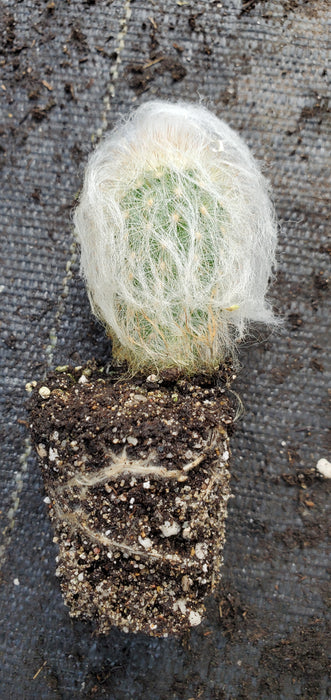 Espostoa Nana Dwarf Old Man Cactus