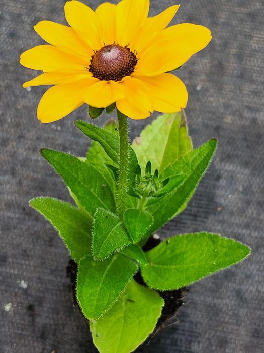 Rudbeckia Tablemate