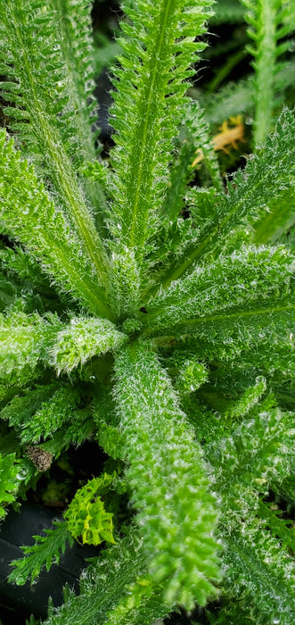 King Edward Achillea x lewisii Yarrow