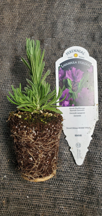 Lavender Anouk Doublescape