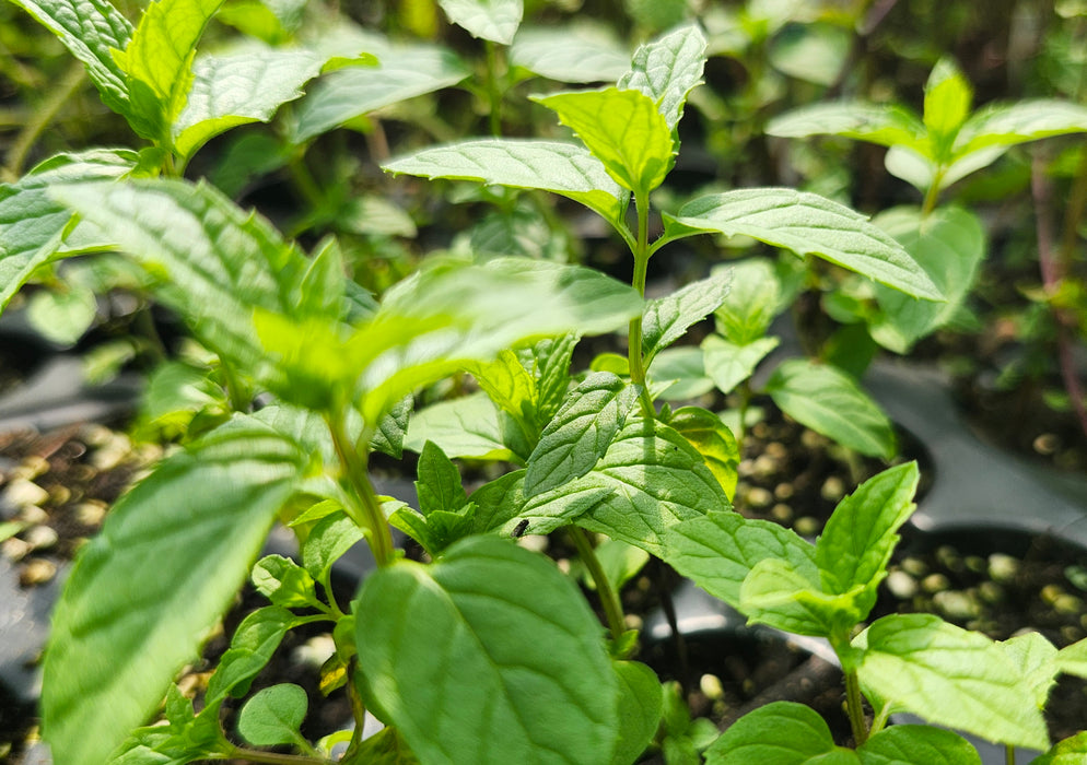 Mint Hazelnut