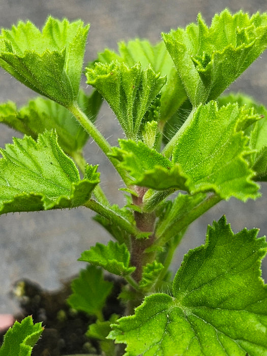 Angels Perfume Geranium