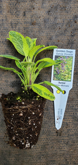 Salvia Aurea Golden Sage