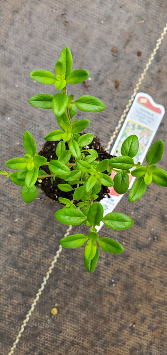 Pennsylvania Dutch Tea Thyme