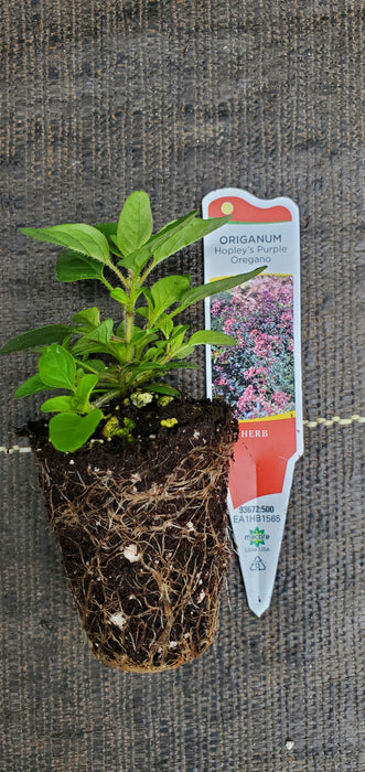 Hopleys Purple Oregano laevigatum