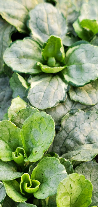 Princess Elsa ajuga reptans. Bugleweed