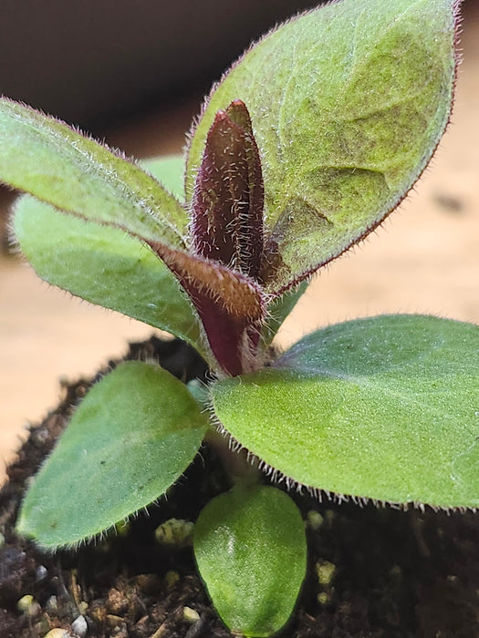 Campion 'Molten Lava' Lychnes x Haagaena