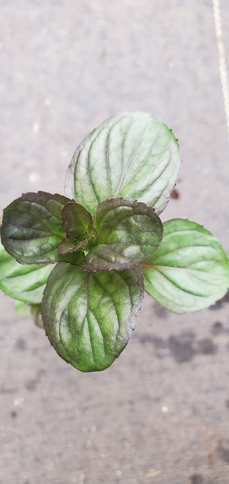 Georgia Apple Mint