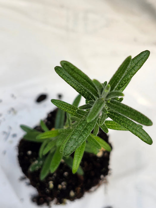 Rosemary Blue Cascade