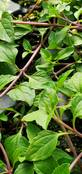 Kenyan Spilanthes Acmella Caulirhiza