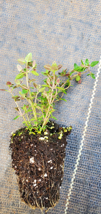Broadleaf English Thyme