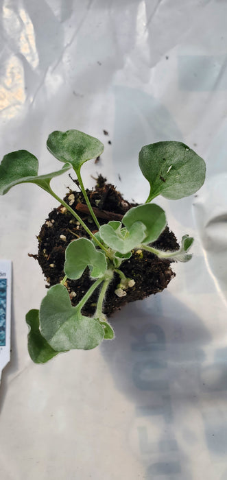 Dichondra Silver Falls