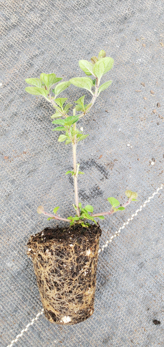 Oregano Laevigatum Herrenhausen