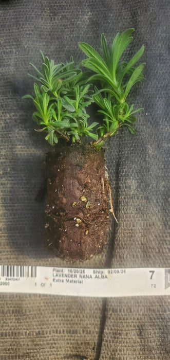 Lavender Nana Alba