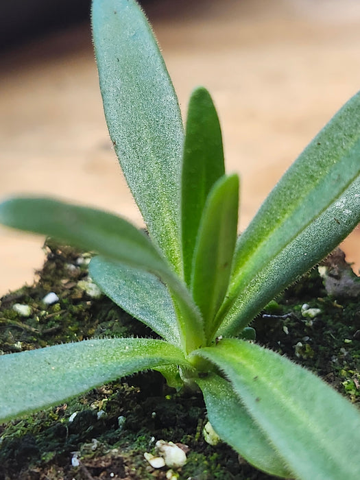 Gypsophila Paniculata Snowflake