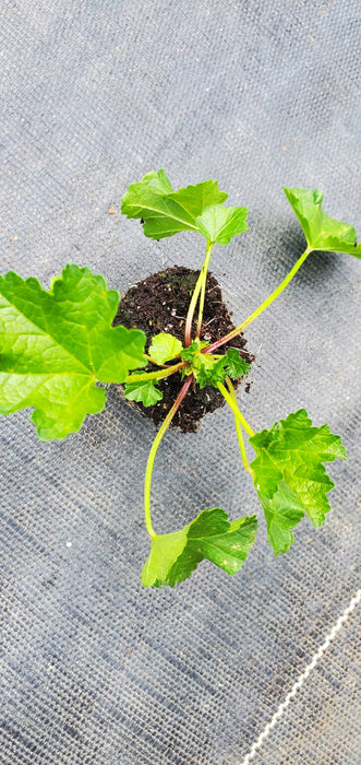 Fastigiate Hollyhock Mallow Malva Alcea var Fastigiata