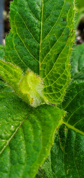 Bee-Mine Pink Monarda didyma