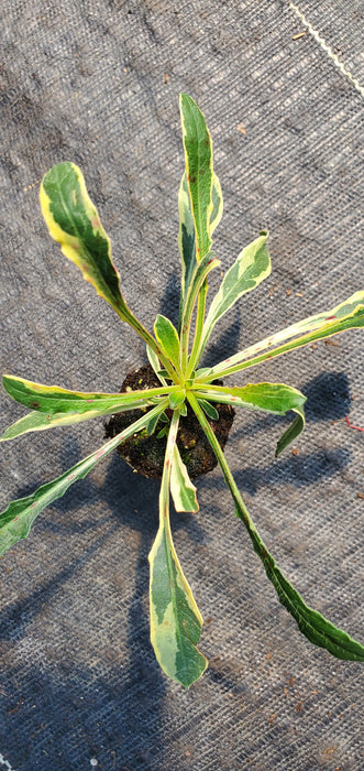 Gaura Silver Fountain