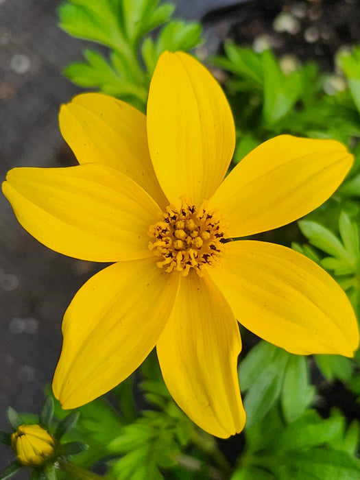 Bidy Gonzales Bidens