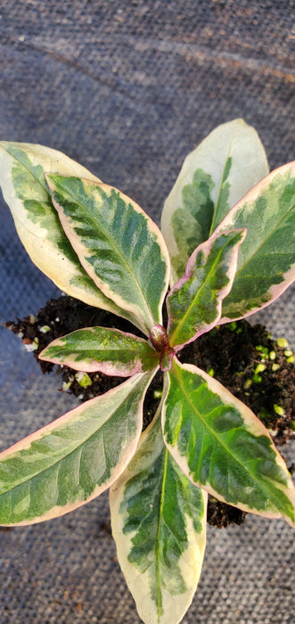 Olympus Phlox Paniculata