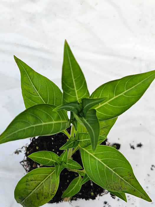 Cuphea Ignea White