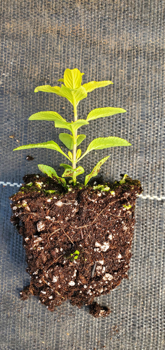 Salvia Golden Roseine
