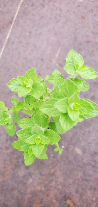 Oregano Onites