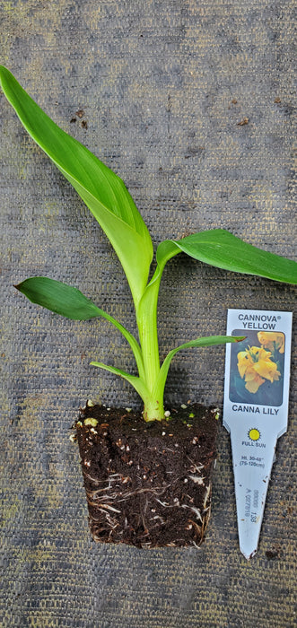 Cannova yellow canna lily
