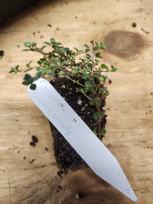 Thyme Praecox Woolly