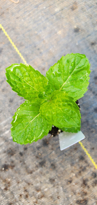 English Mint