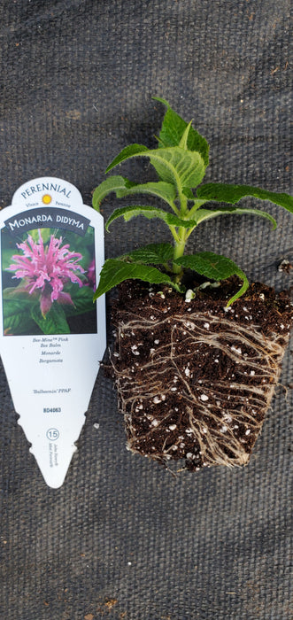 Bee-Mine Pink Monarda didyma