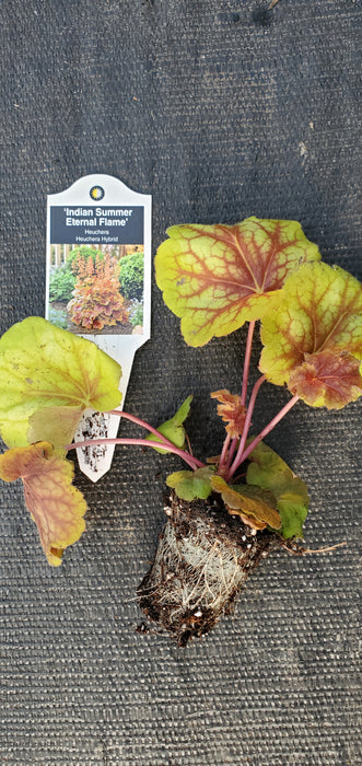 Heuchera Indian Summer Eternal Flame