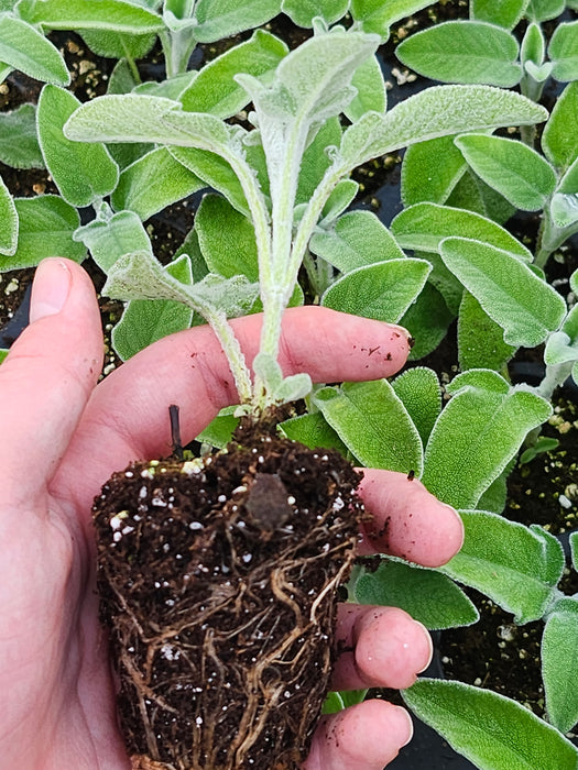 Salvia Officinalis Ovalvet Sage