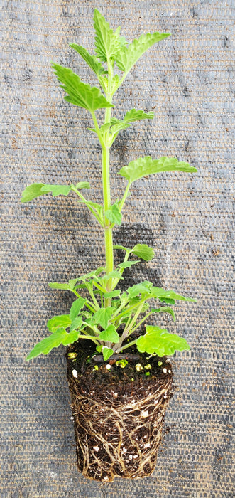 Agastache Pallidiflora New Mexico Giant Hyssop