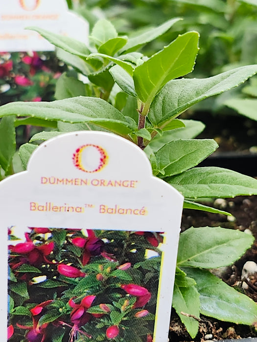 Ballerina Balancé Fuchsia