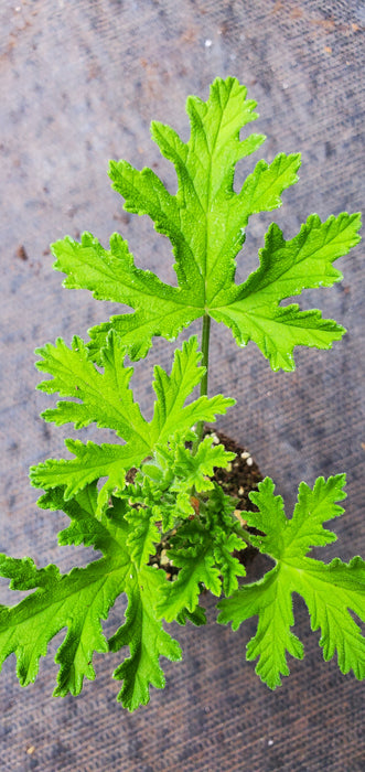 Mint Rose Pelargonium Scented Geranium