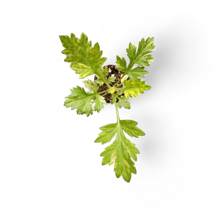 Artemisia oriental Limelight