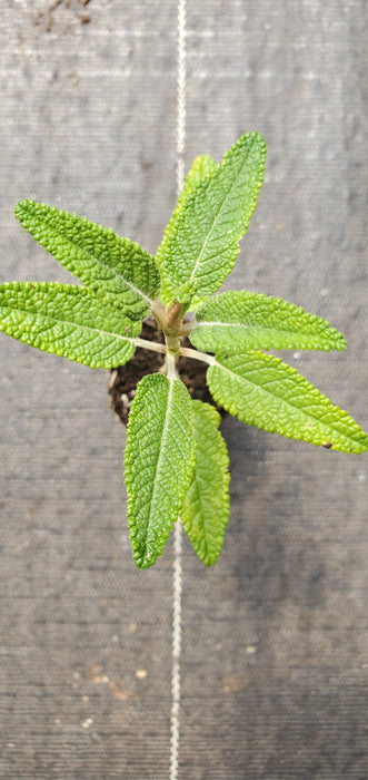 Salvia Corrugata