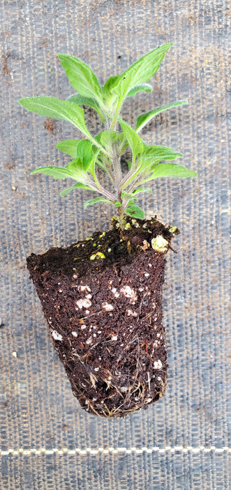 Calamintha Marvelette Blue