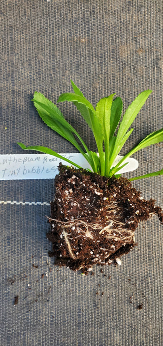 Leucanthemum Realflor Real Tiny Bubbles