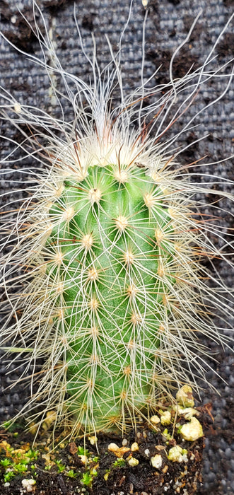 Echinocereus Delaetii Old Man Hedgehog Cactus plant