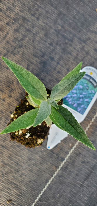 Monarch Glass Slippers Butterfly Bush Buddleia Davidii