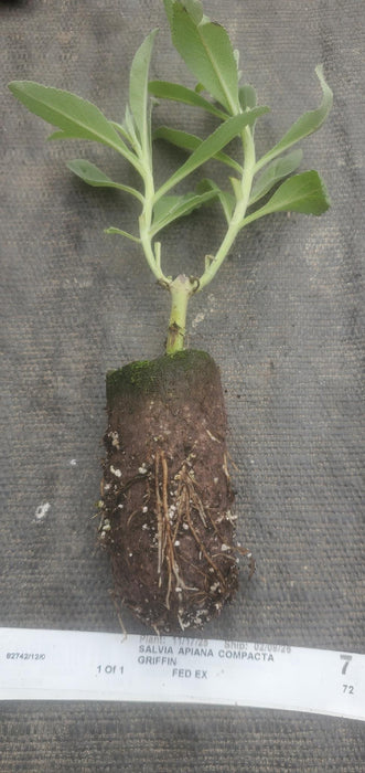 Salvia Apiana Compacta
