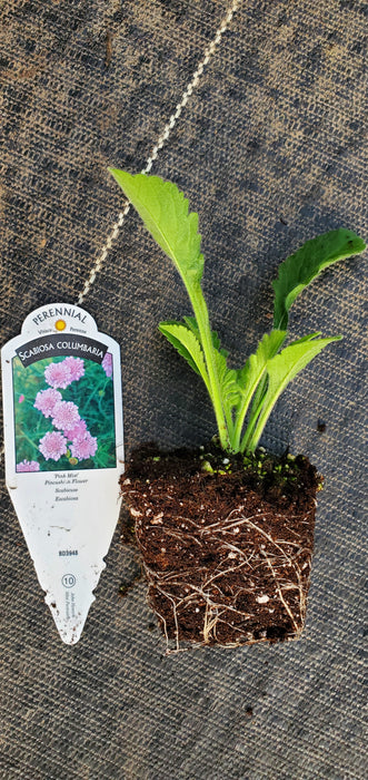 Pink Mist Scabiosa