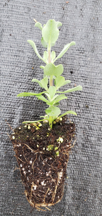 African Sage Salvia Aurea